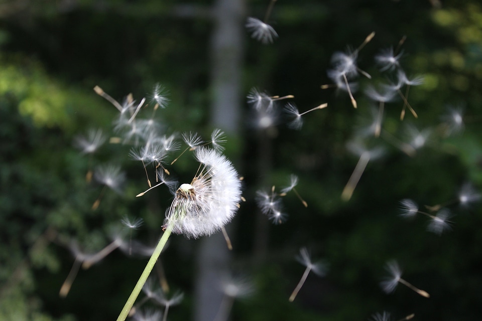 Beautiful Flowers blooming blossom