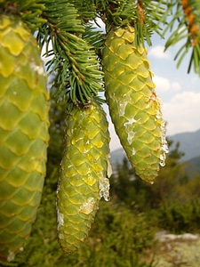 Tree organic agriculture