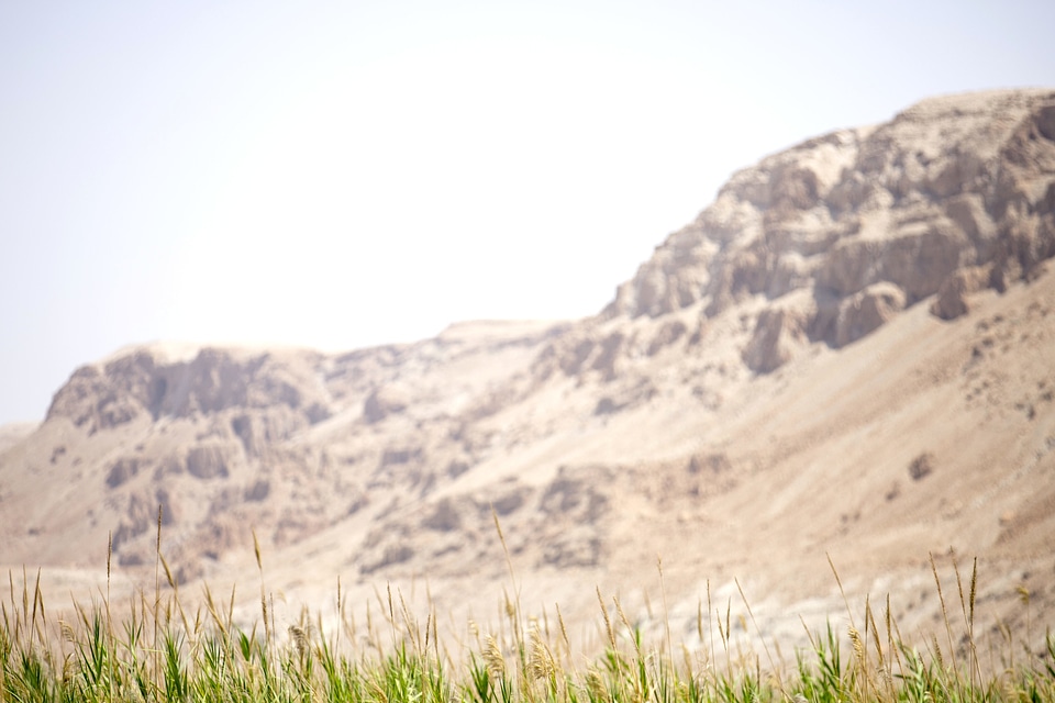 Desert field grass