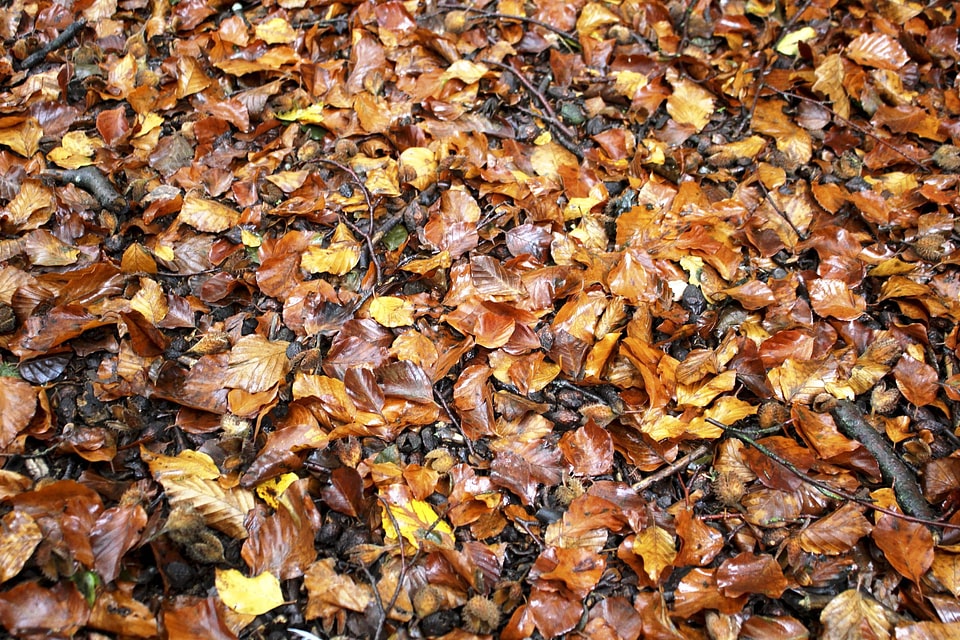 Autumn autumn season ground