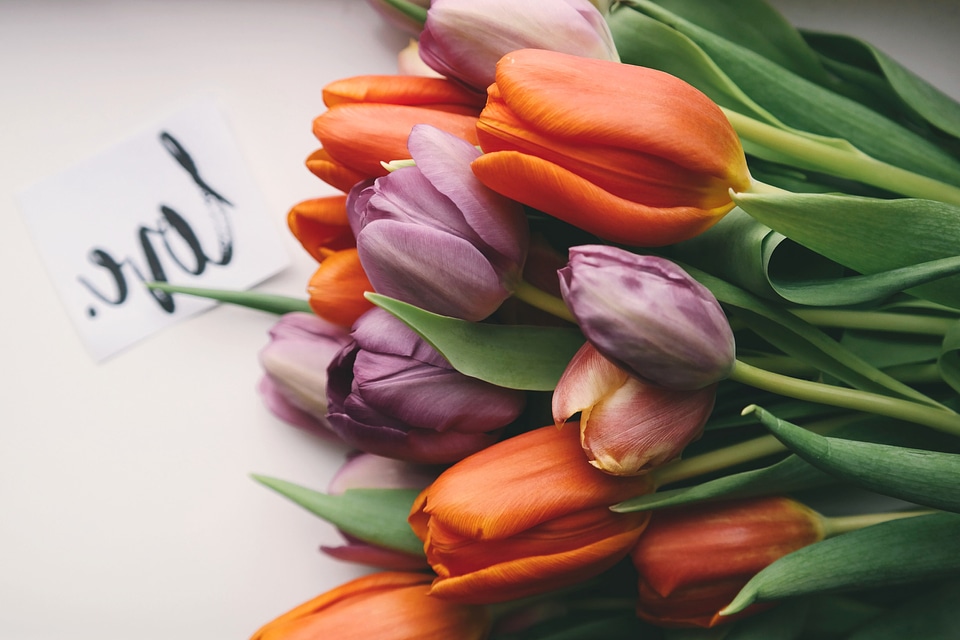 Beautiful Flowers beautiful photo blooming