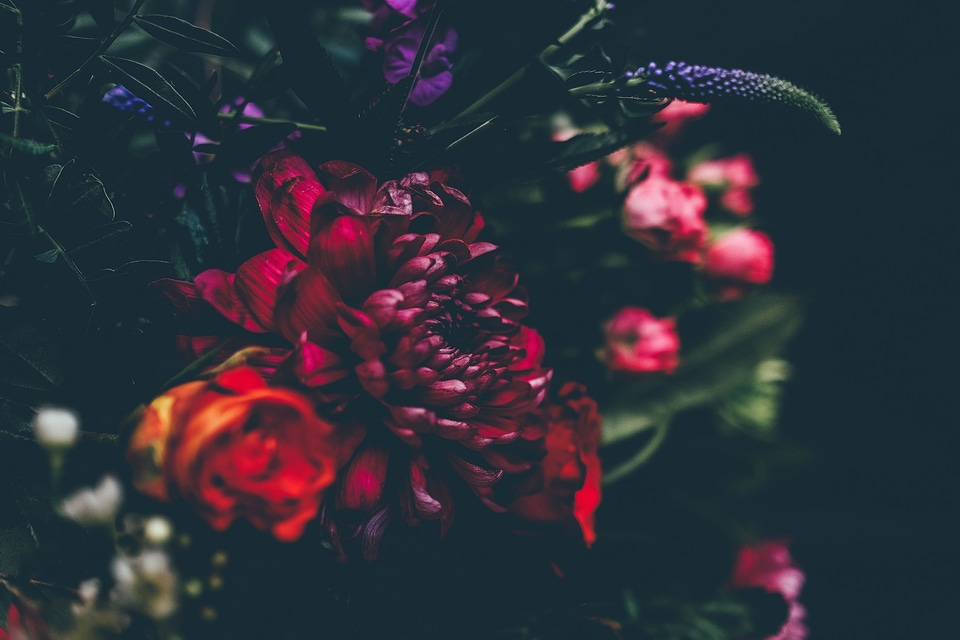 Beautiful Flowers blooming blossom