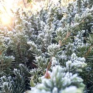 Branch color conifer