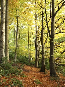 Autumn autumn season bark photo