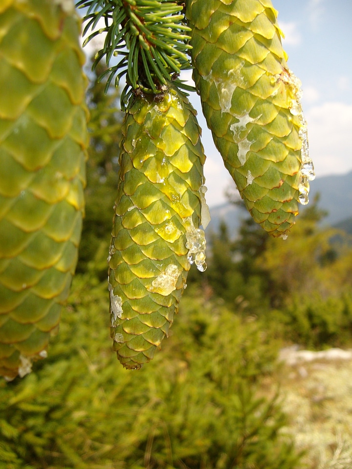 Organic agriculture outdoors