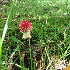 Forest autumn red fly agaric mushroom