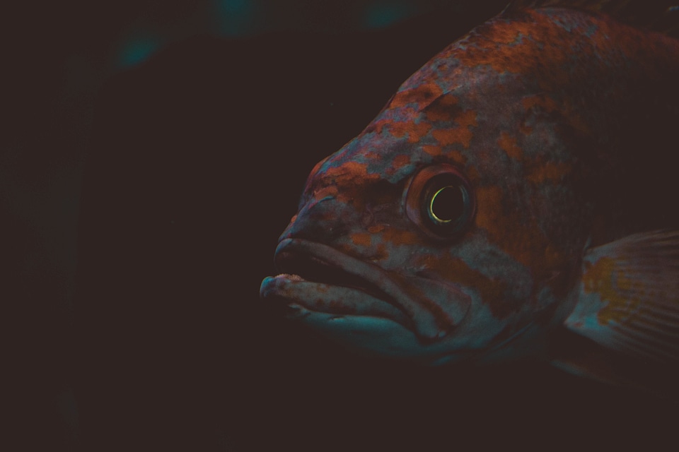 Animal dark fauna