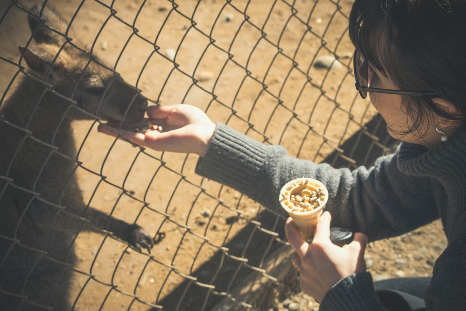 Animal cage daylight photo