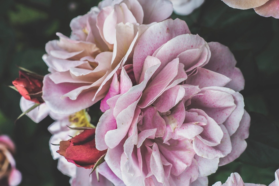 Beautiful beautiful flowers beautiful photo