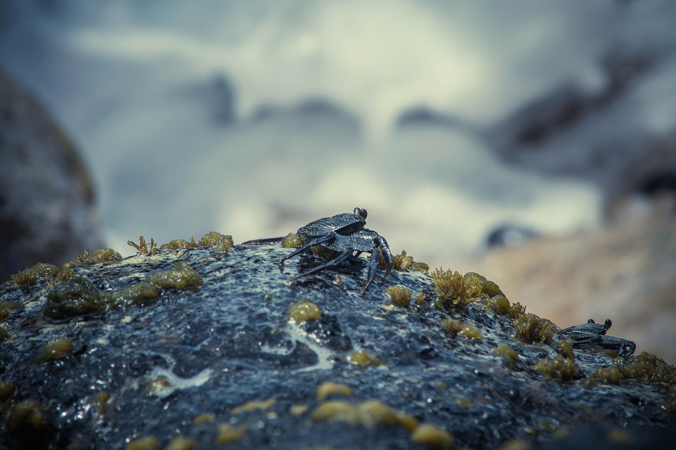Coast crab landscape