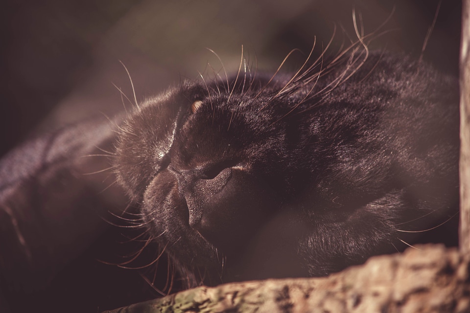 Animal carnivore cat