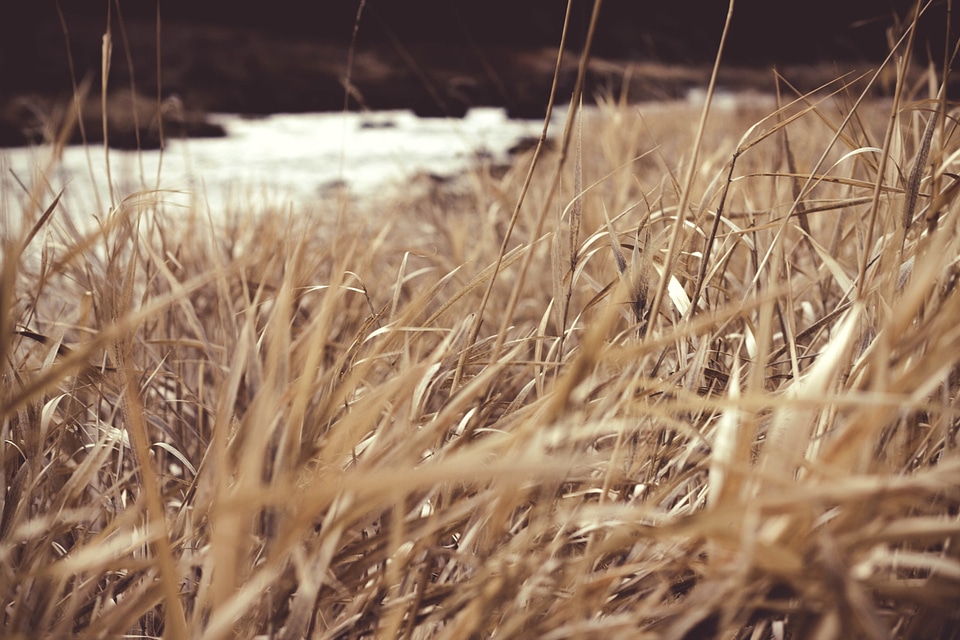 Agriculture dry dry season