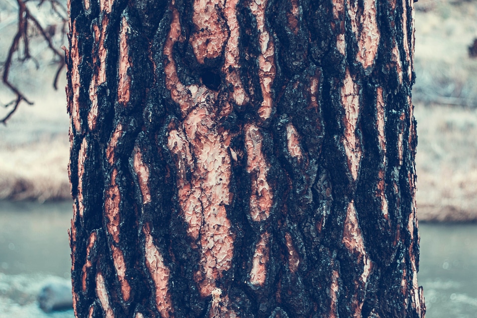 Bark cortex detail