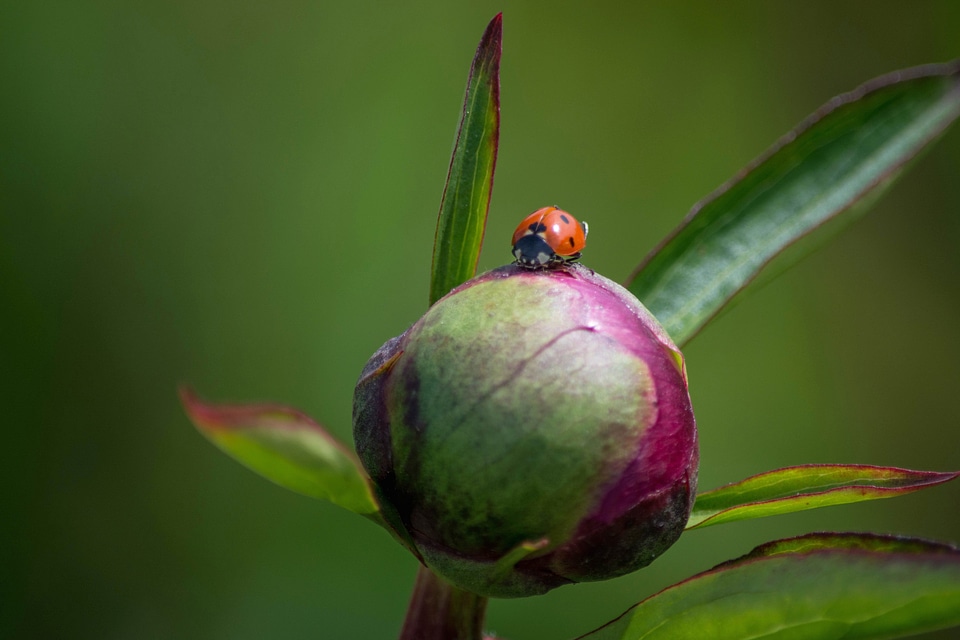 Animal arthropod bug