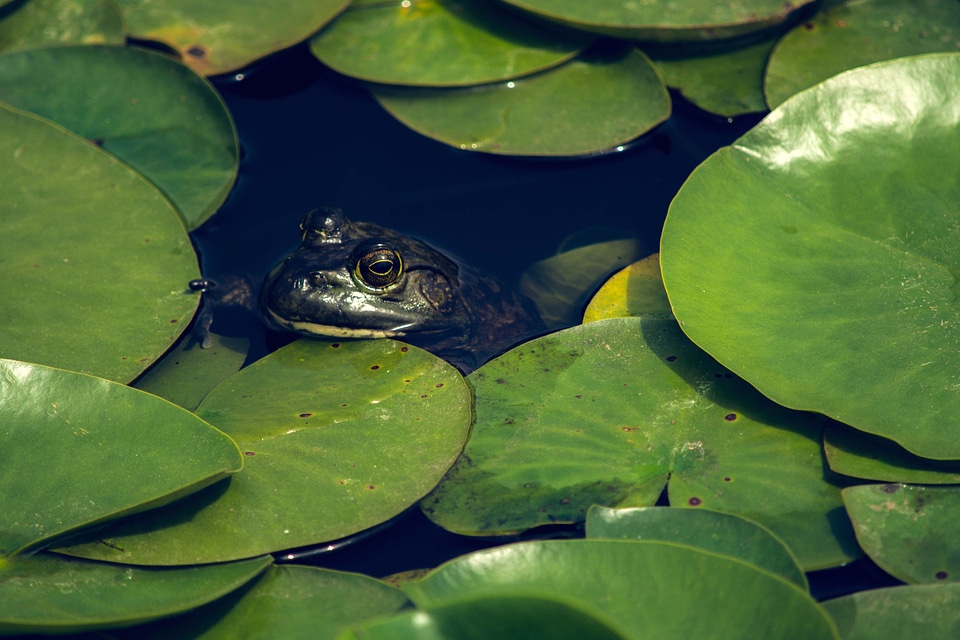 Amphibian animal aquatic