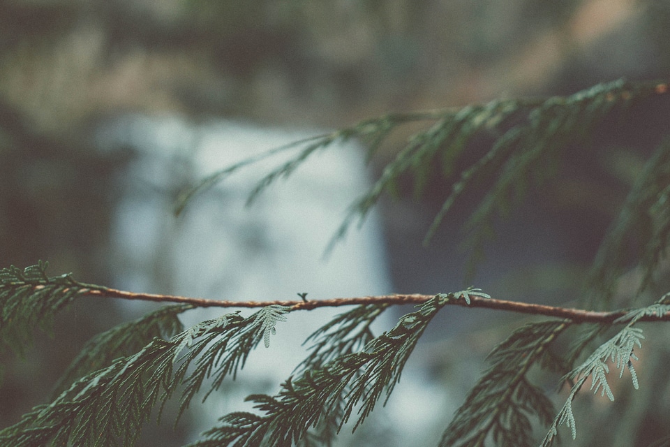 Branch branches conifer