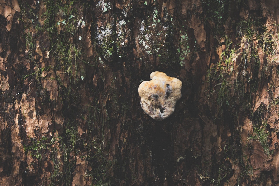 Bear cave environment