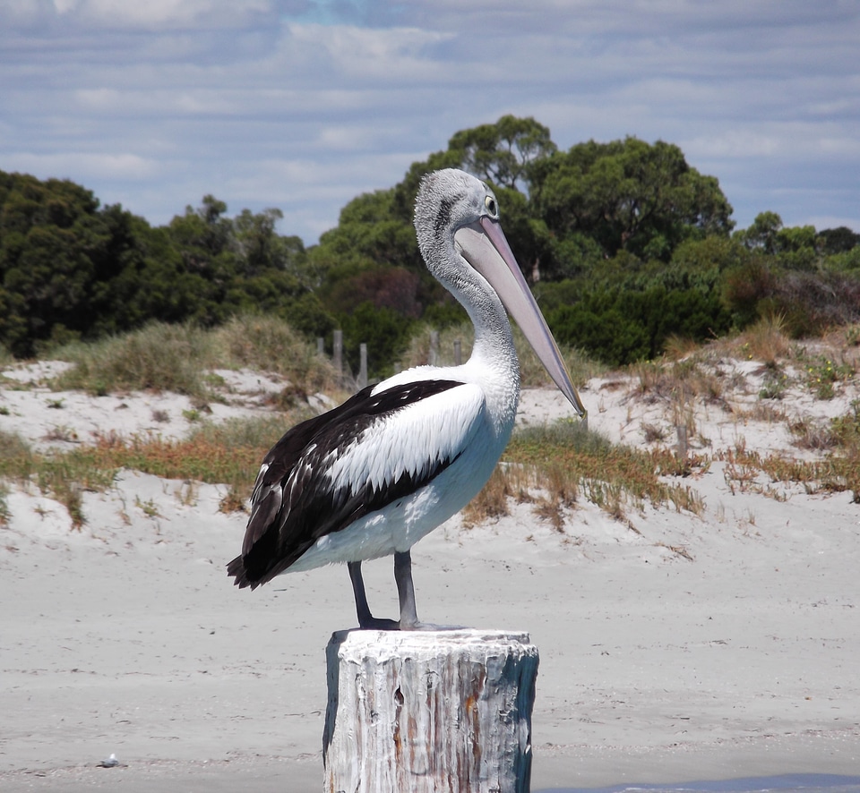 Bird wildlife nature