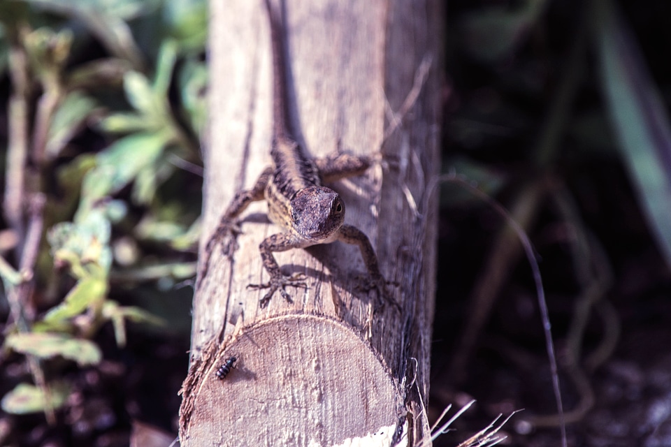 Animal camouflage fauna