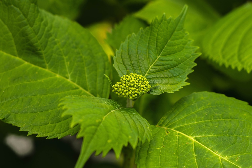 Color dark green detail