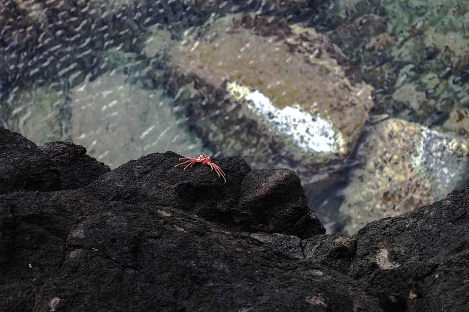 Animal coast fauna