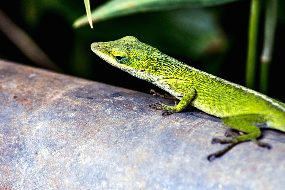Animal beautiful photo dark green