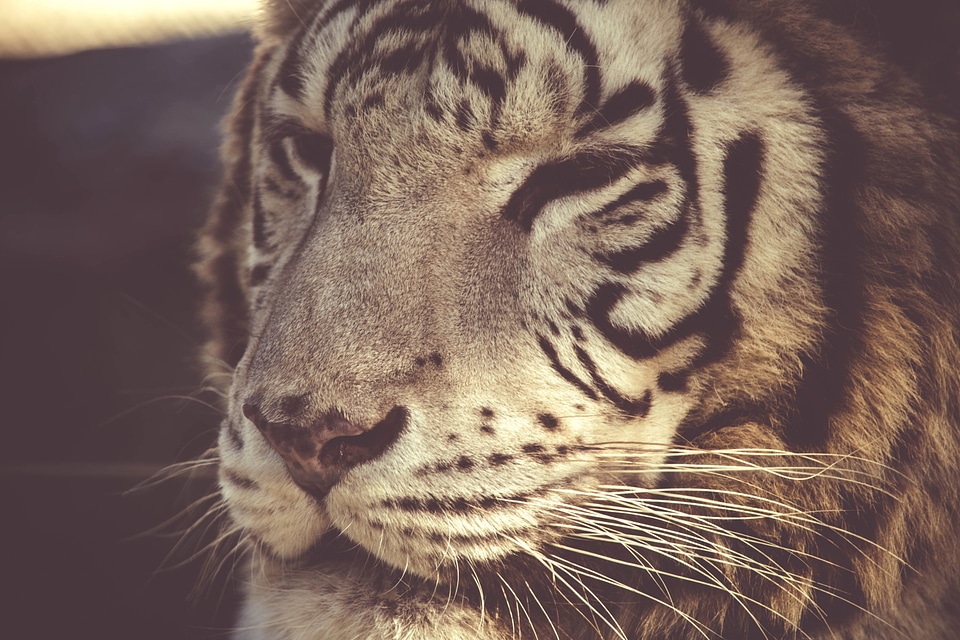 Animal beautiful photo big
