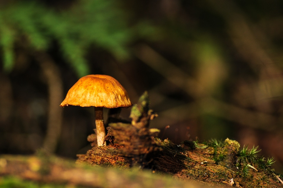 Autumn autumn forest leaves