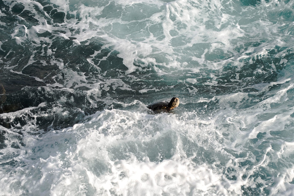 Action animal Caretta caretta