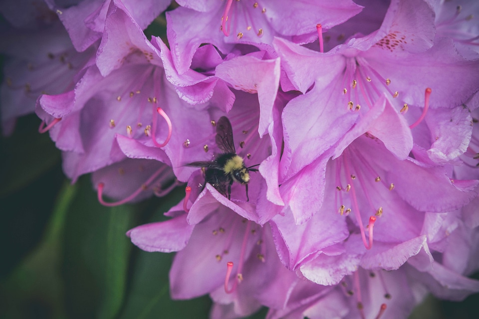 Beautiful Flowers beautiful photo bloom