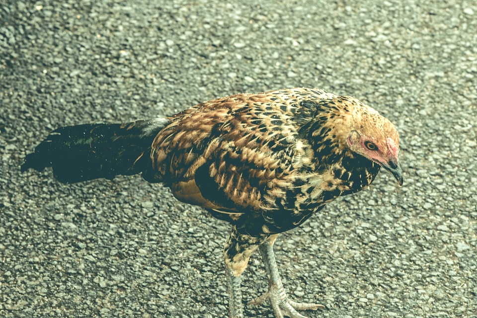 Animal beak bird photo