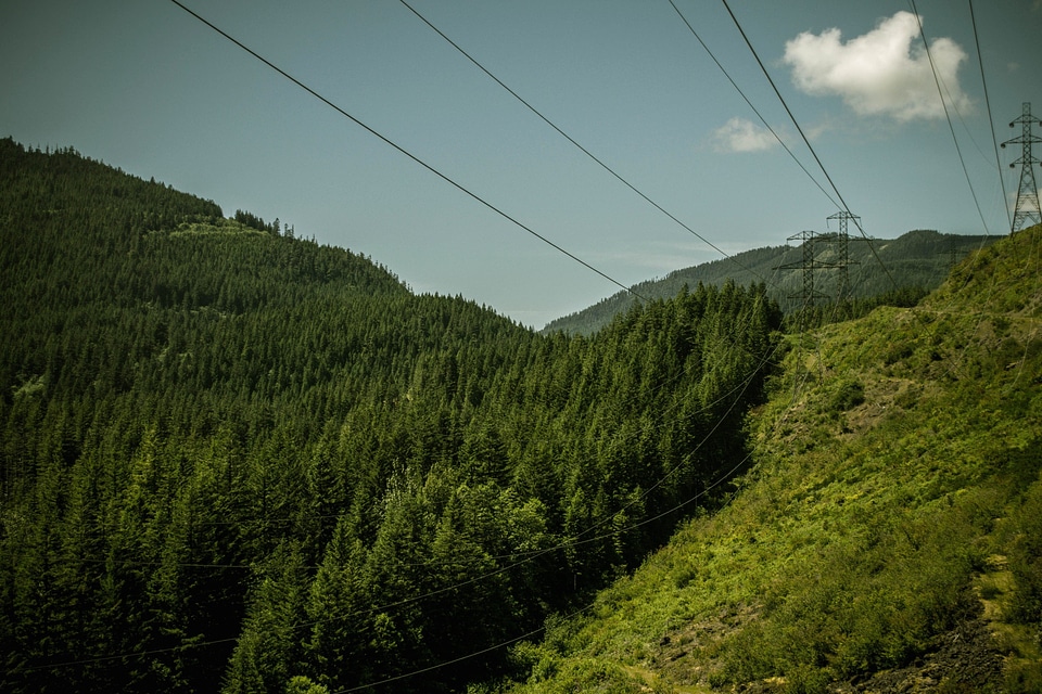Dark Green environment forest
