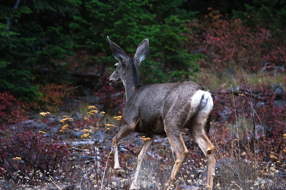 Animal beautiful photo deer