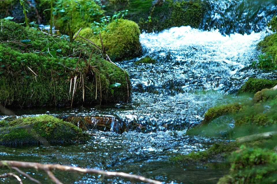 Creek forest landscape photo