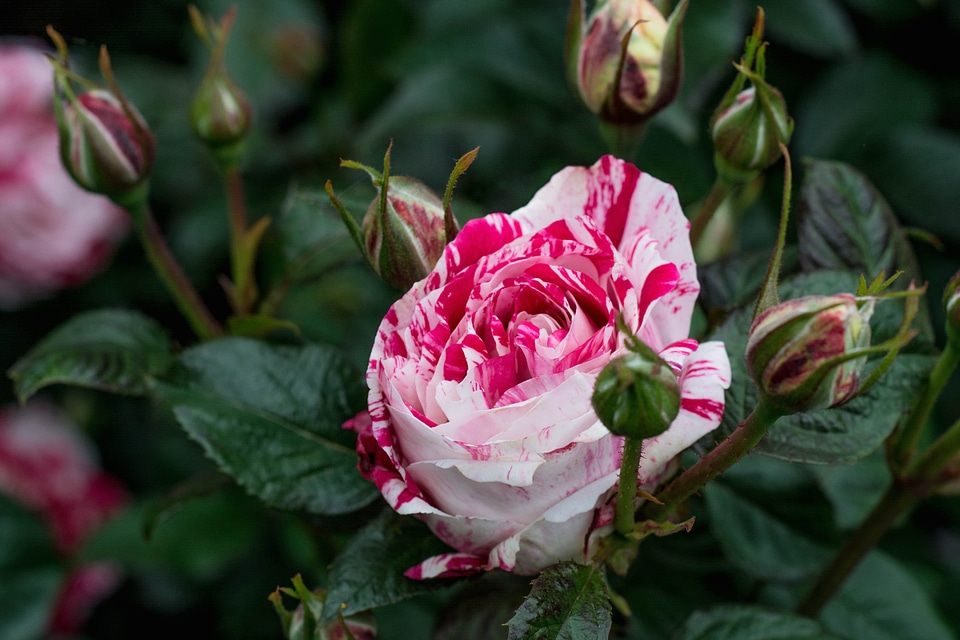Beautiful Flowers beautiful photo blooming