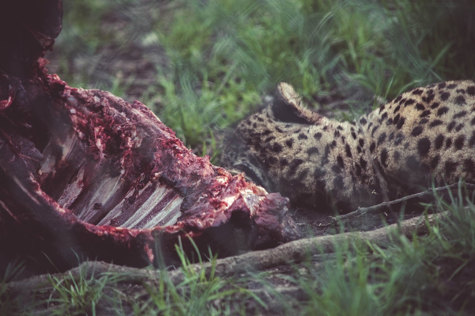 Animal beautiful photo delicious