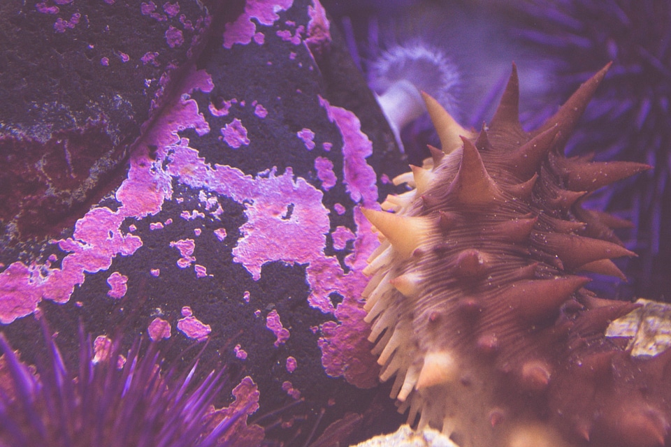 Aquarium beautiful photo biology
