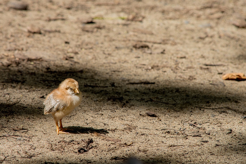 Animal bird brown photo