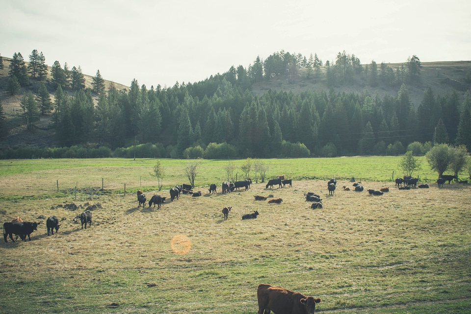 Agriculture animal bison