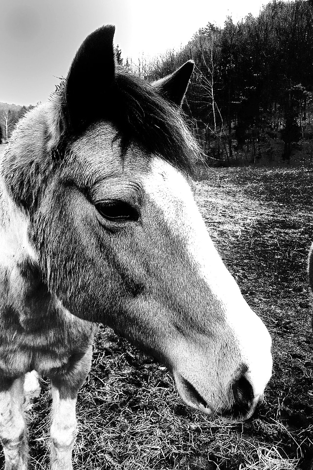 Stallion wild farm photo