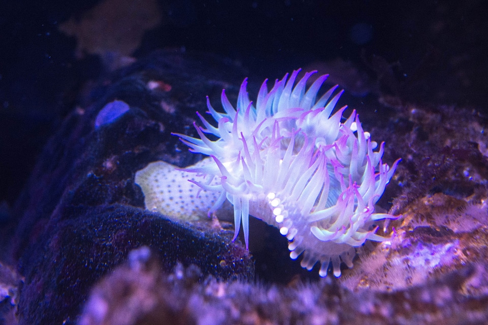 Animal aquarium beautiful photo
