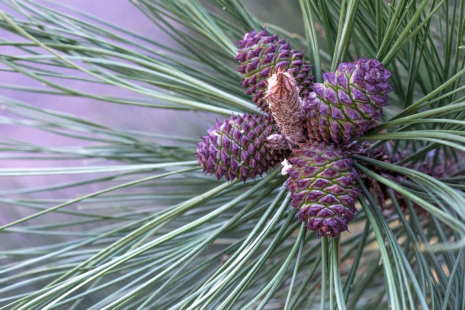 Beautiful Photo branch conifer