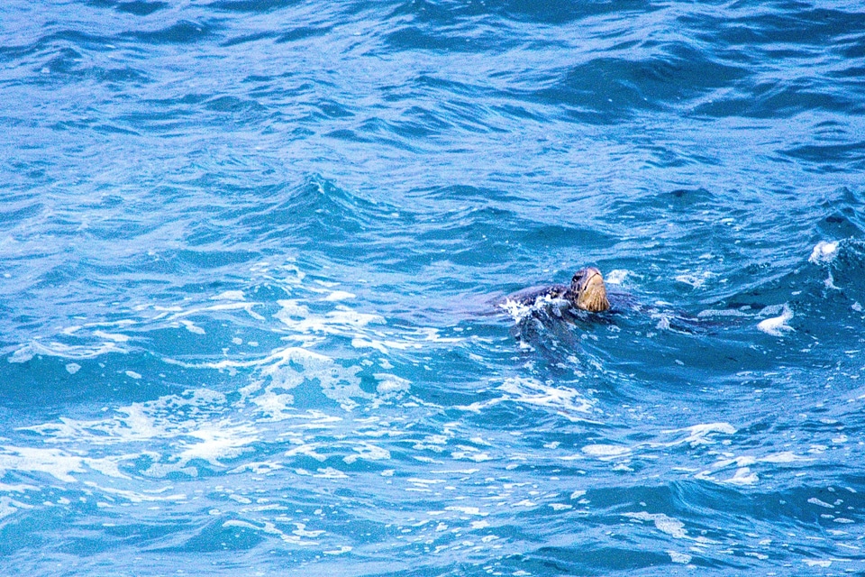 Animal beach Caretta caretta
