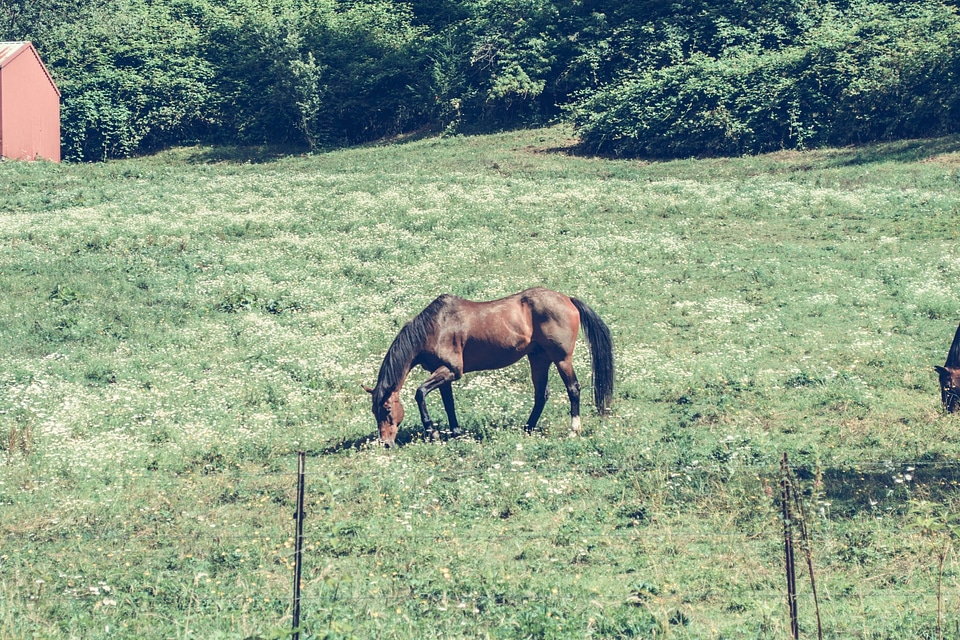 Agriculture animal farm