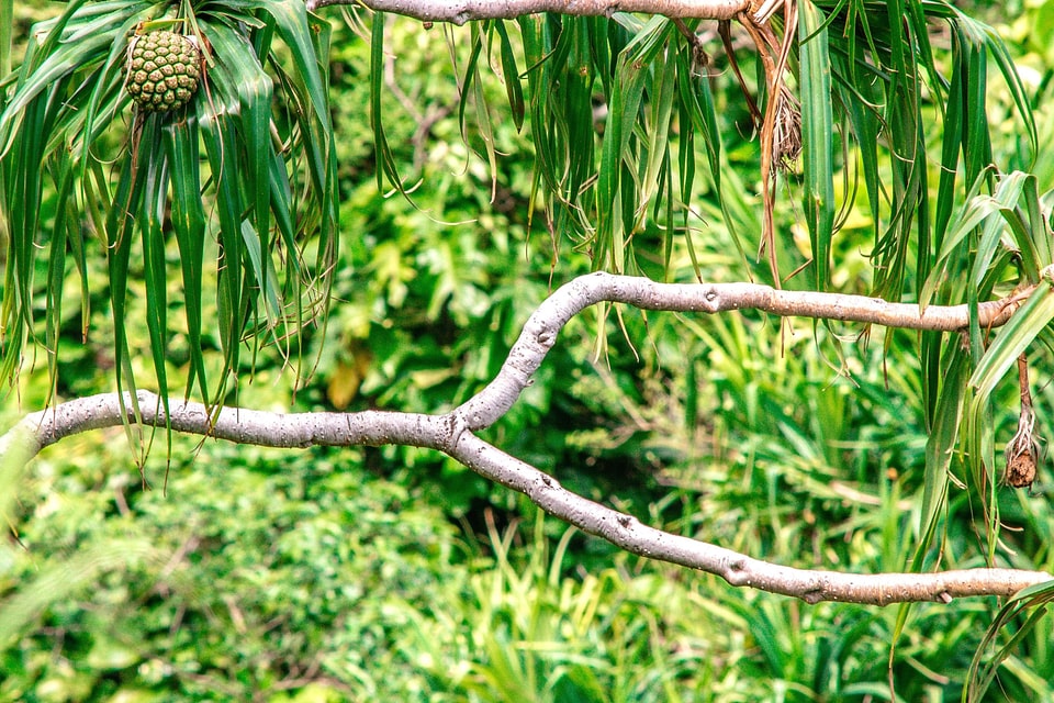 Beautiful Photo branch branches