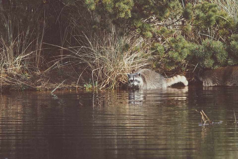 Animal marsh natural habitat