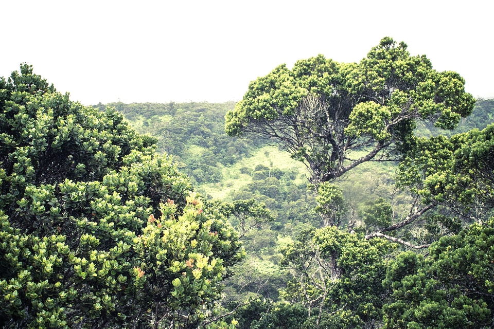 Beautiful Photo dark green forest