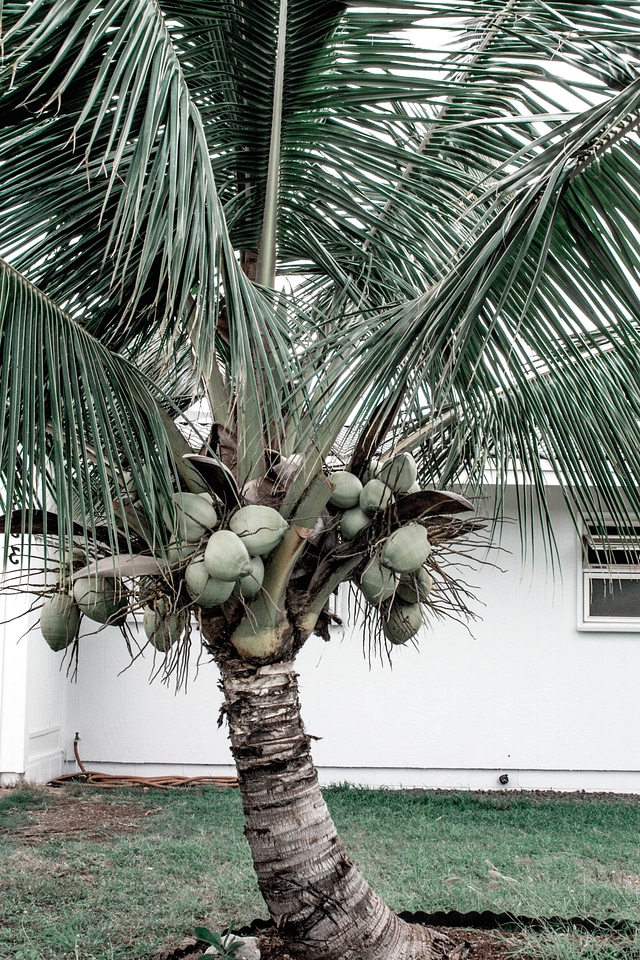 Backyard coconut dark green