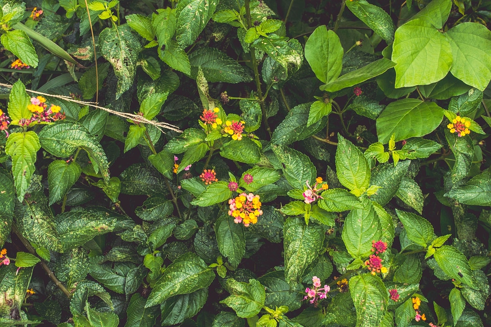Beautiful Flowers blooming blossom