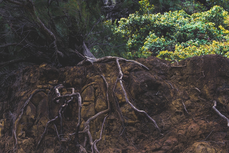 Branch forest ground